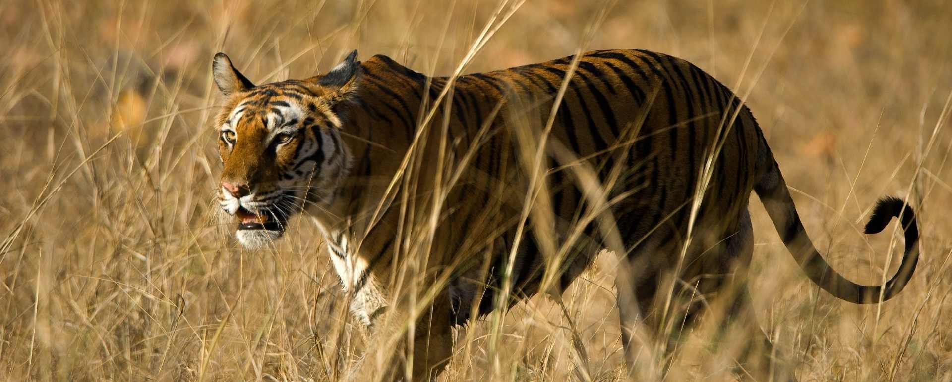 Bandhavgarh National Park