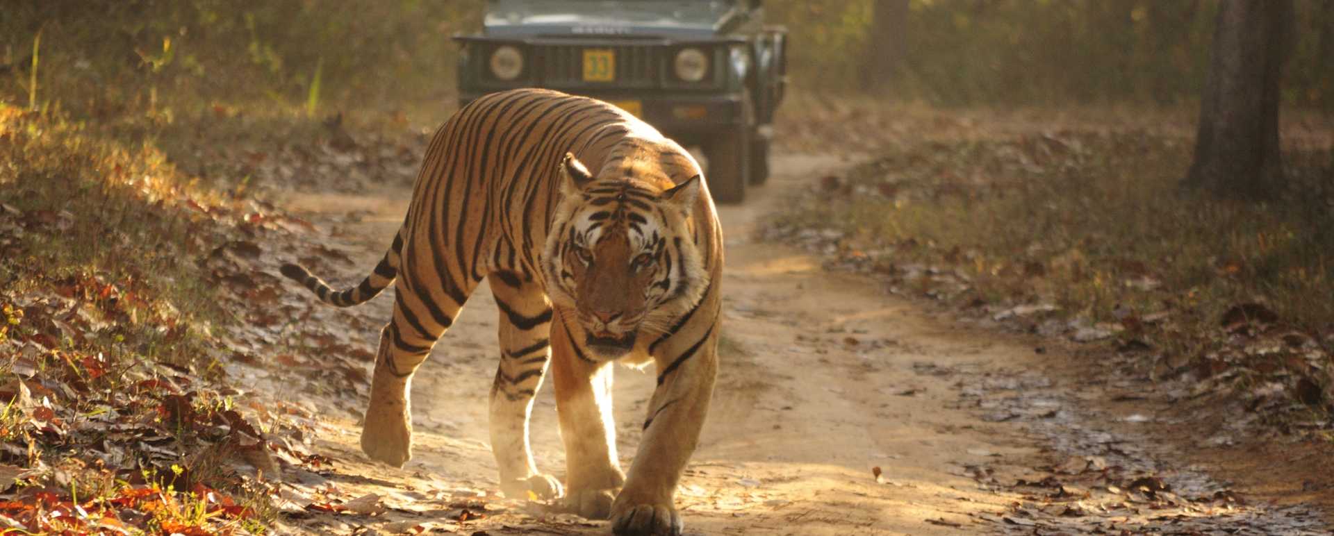 Kanha National Park