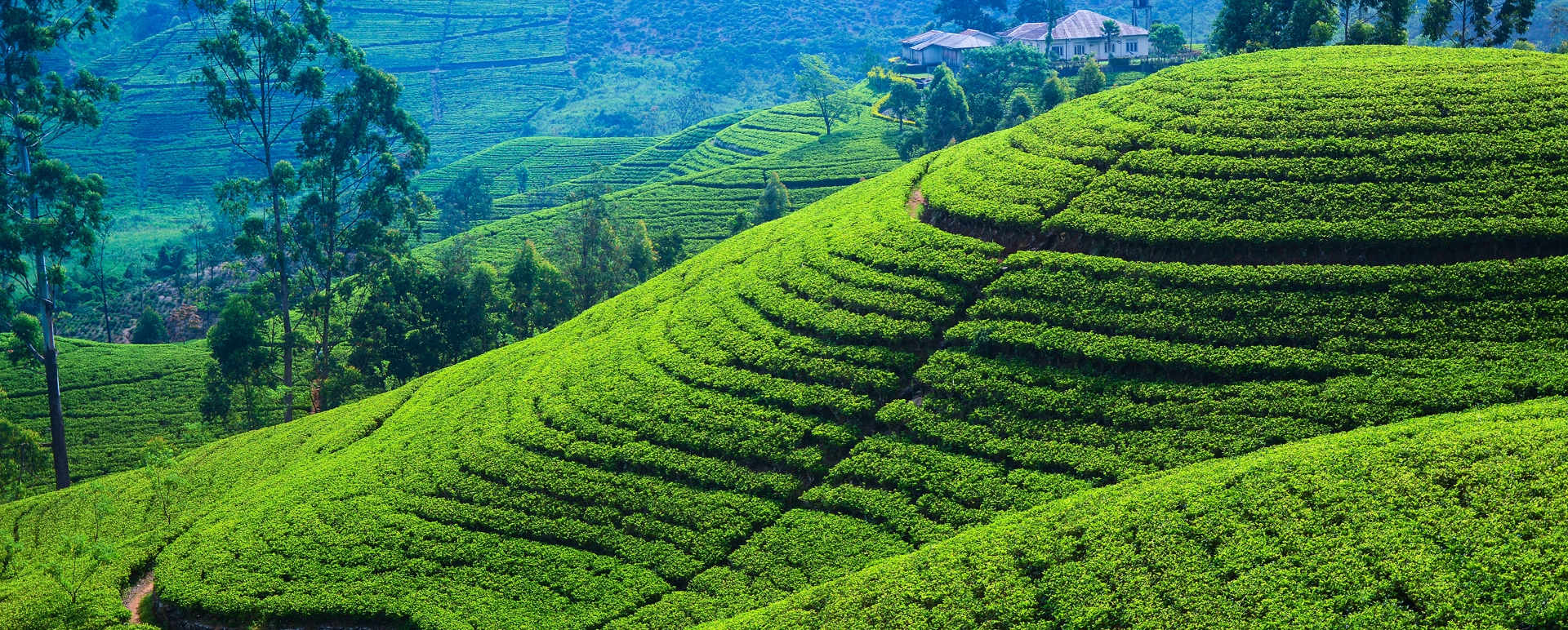 Nuwara Eliya