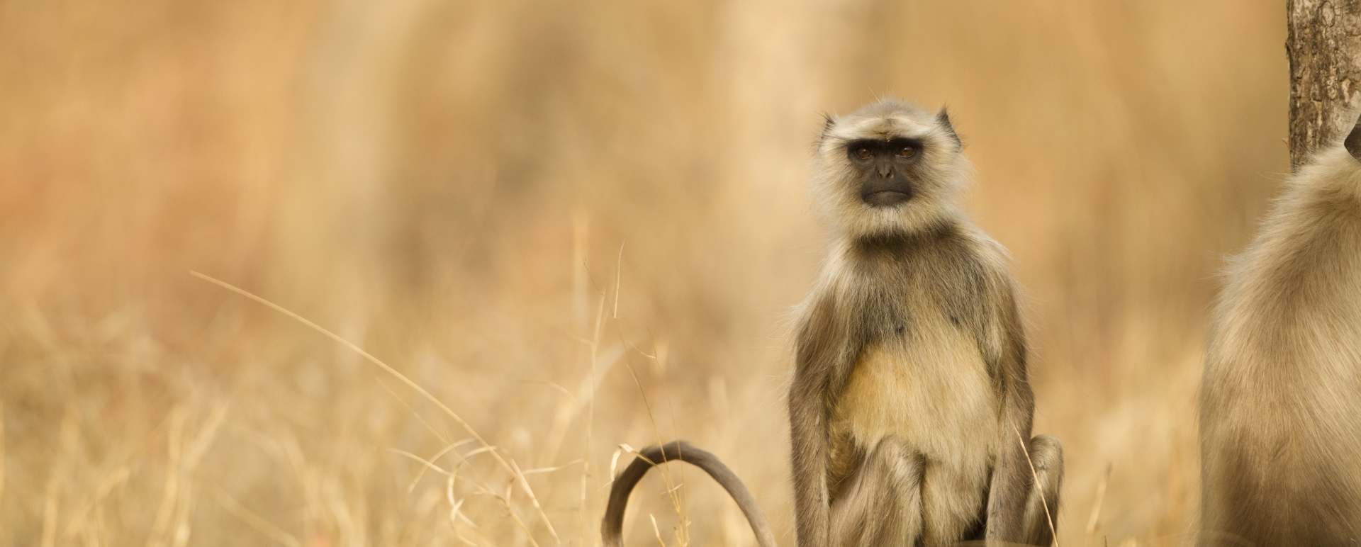 Pench National Park