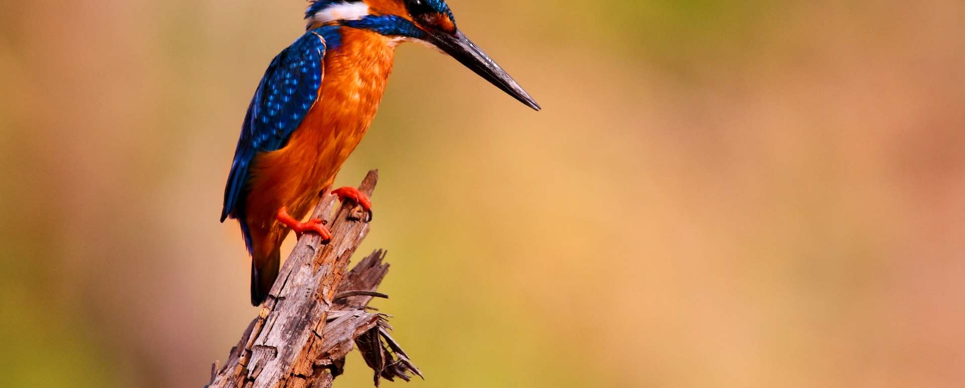 Satpura National Park