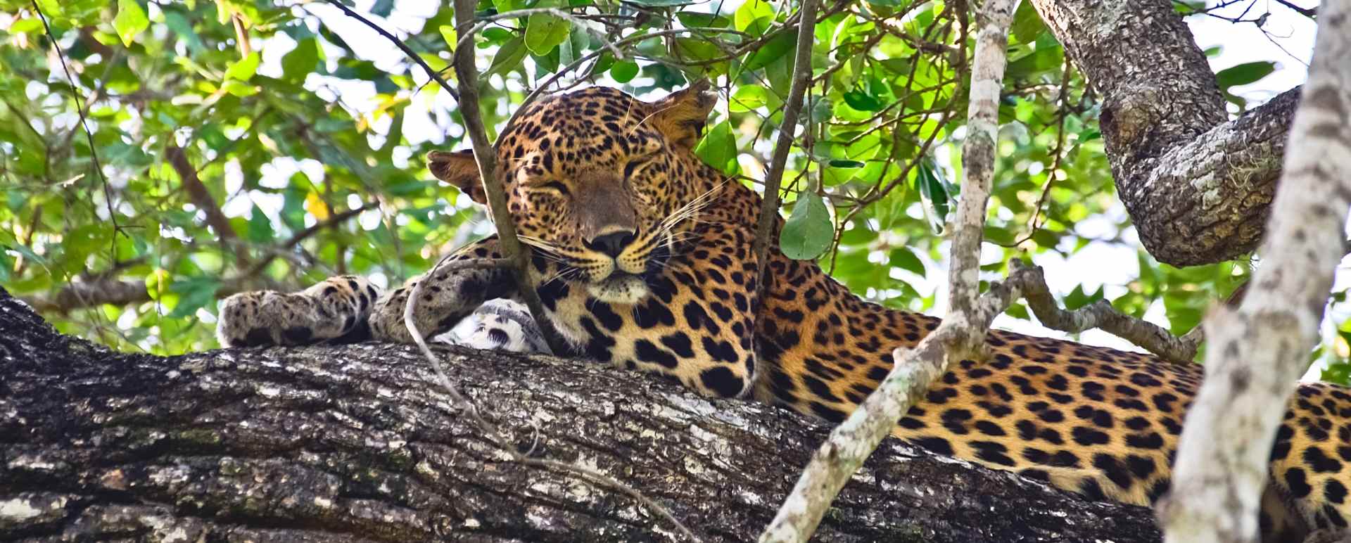 Wilpattu National Park