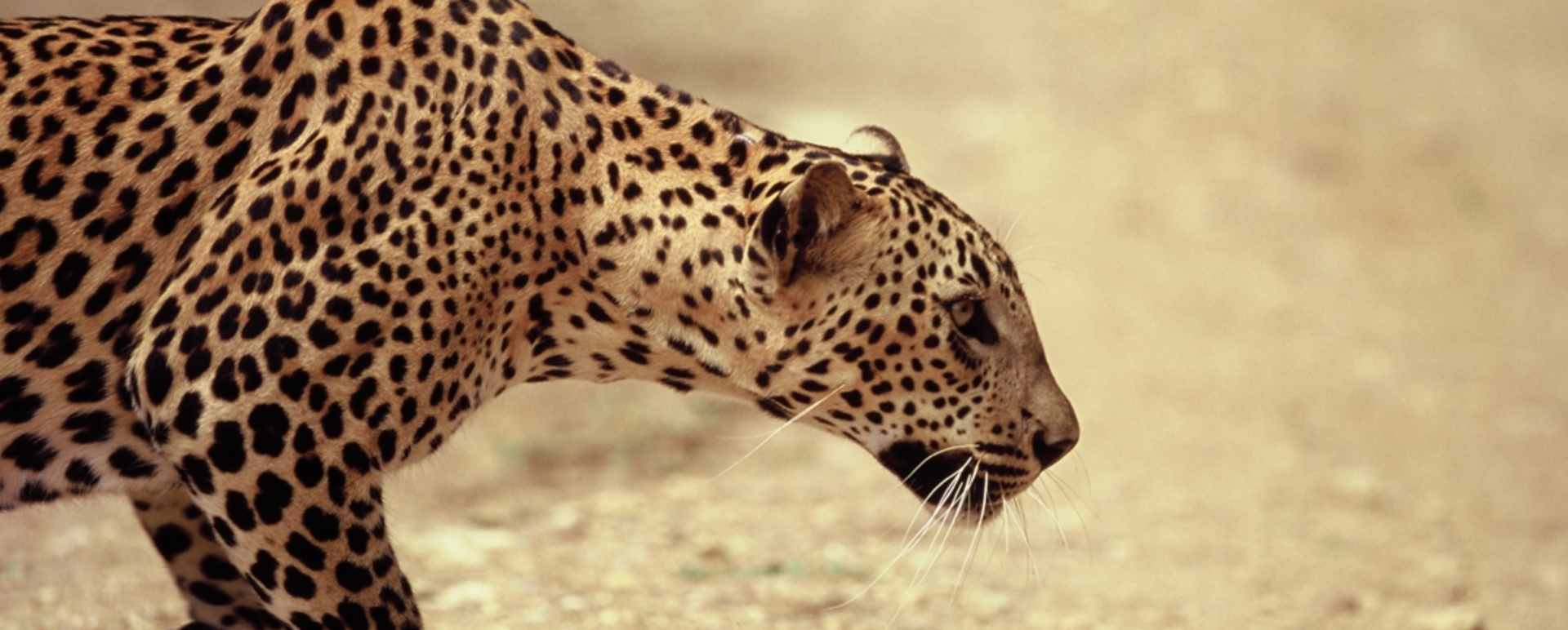 Yala National Park