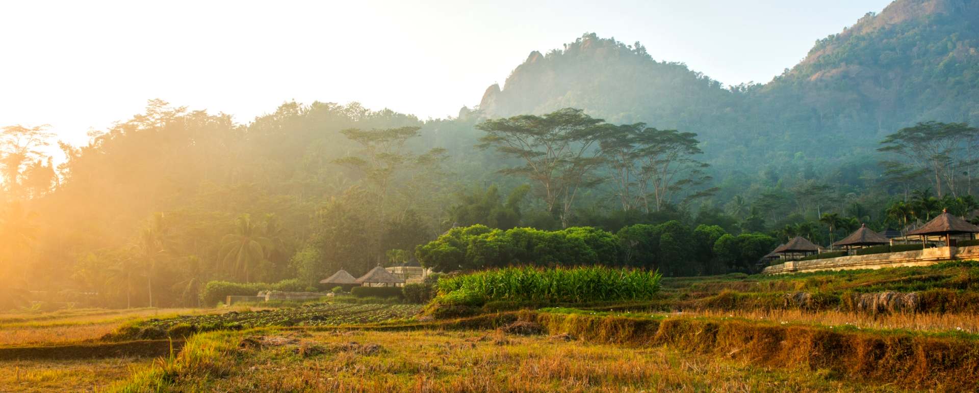 Paddy Fields - Amanjiwo