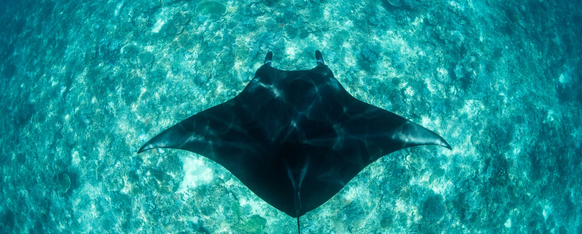 Mantaray - Rascal Luxury Yacht 