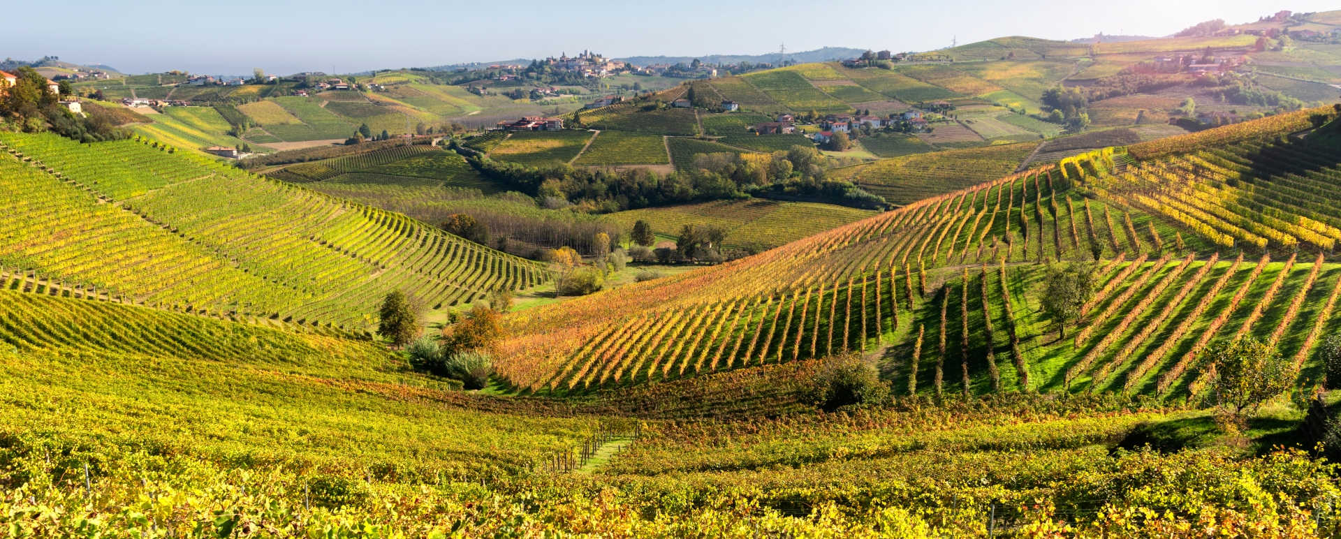 Discover Valpolicella and its wines