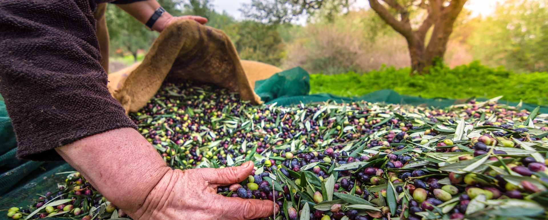 Olive oil farm 