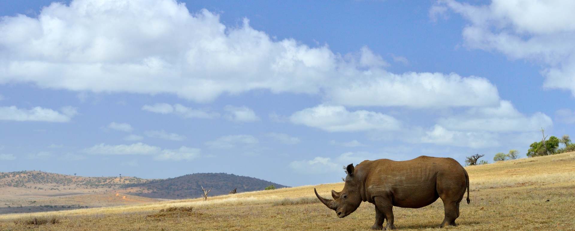Rhino 