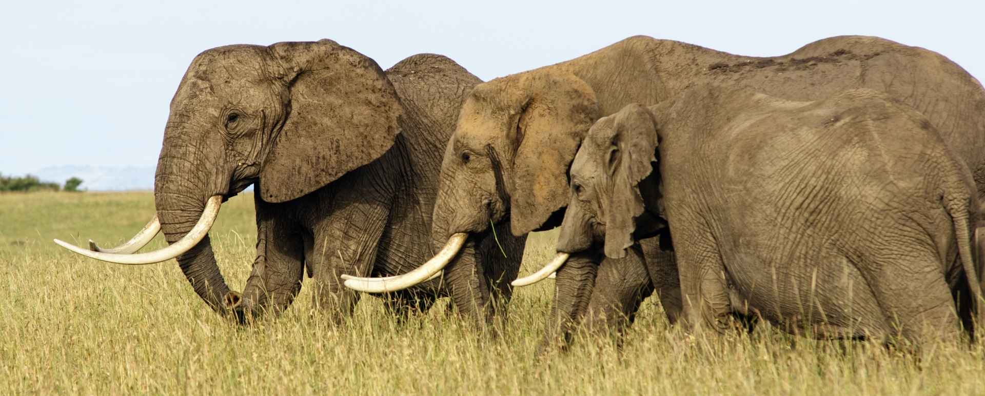 Elephant 