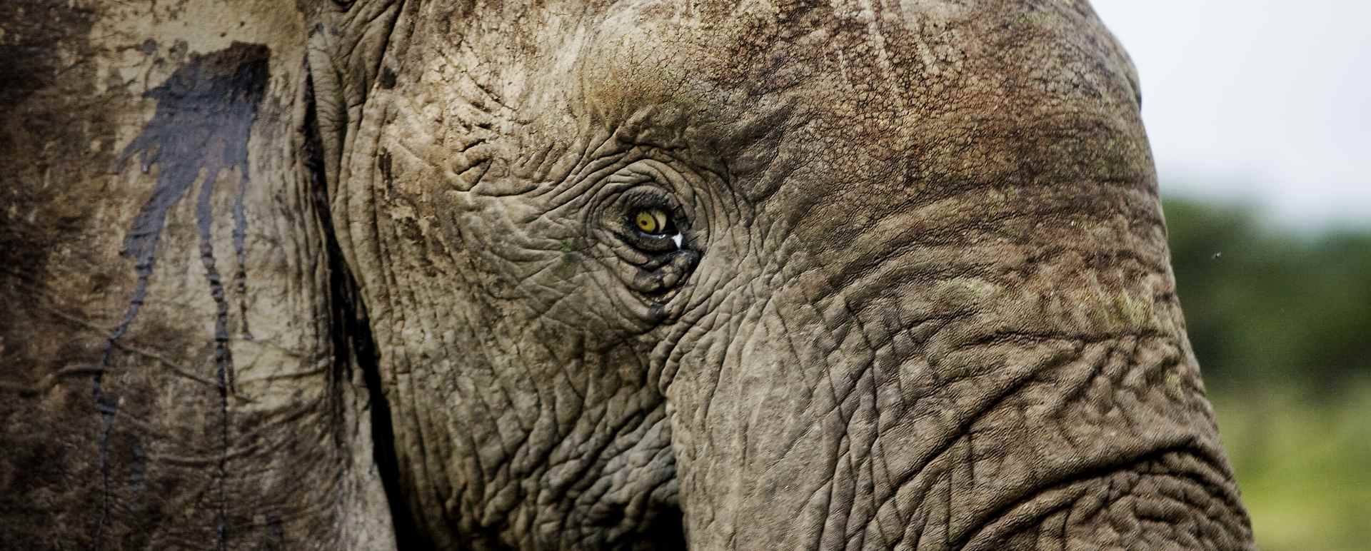 Elephant, Masai Mara