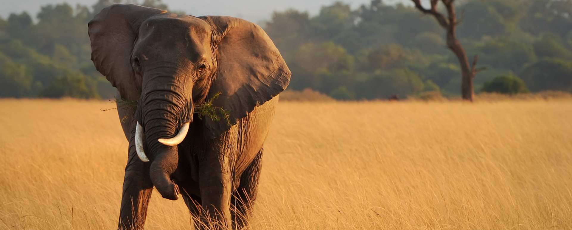Elephant in Mara