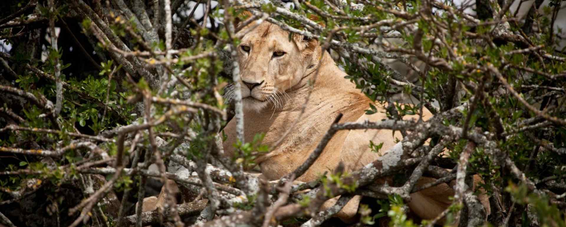 Lion - Laikipia rhinos and Mara Cats