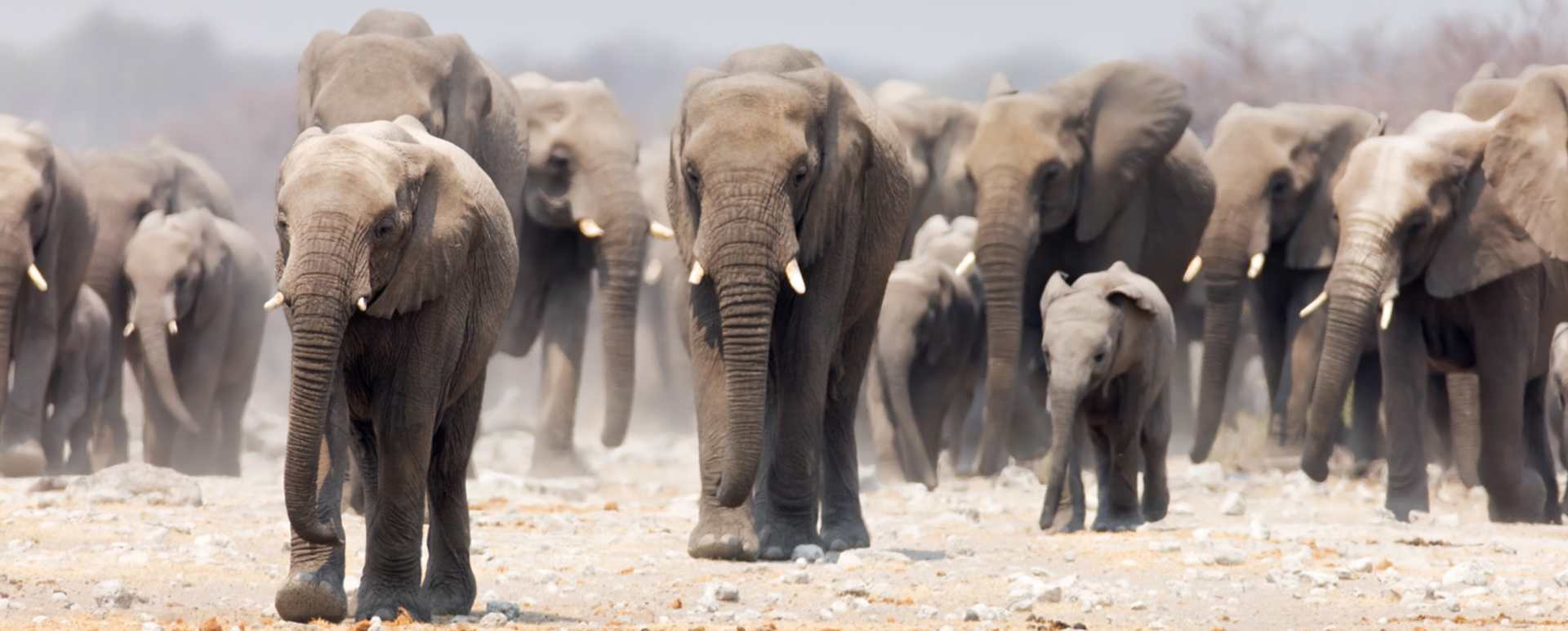 Africa Safari Holidays