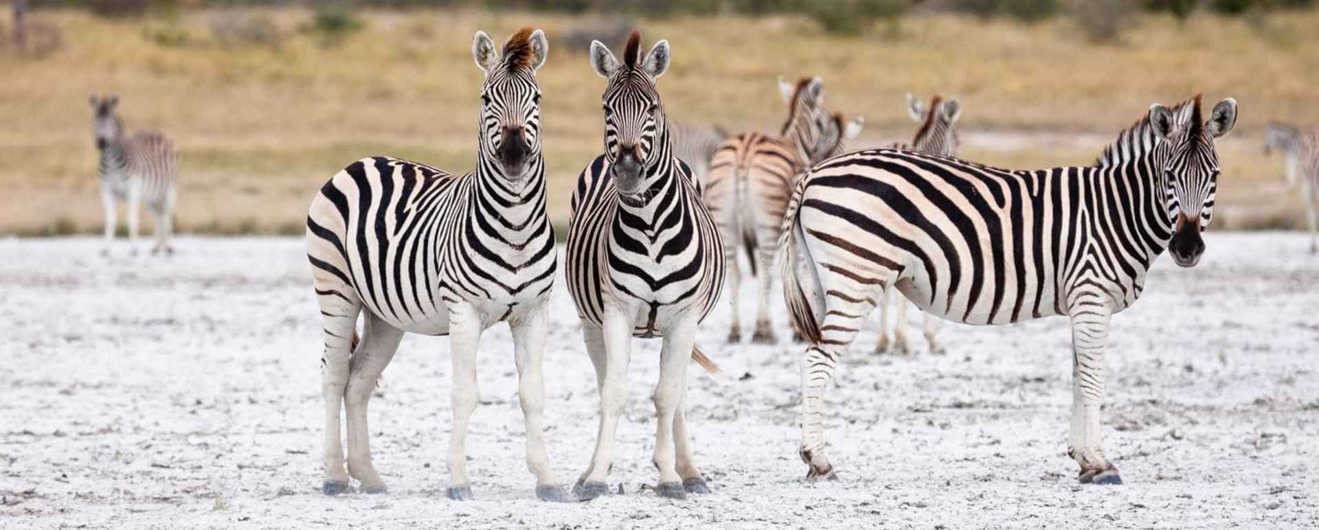 How to pick your safari destination