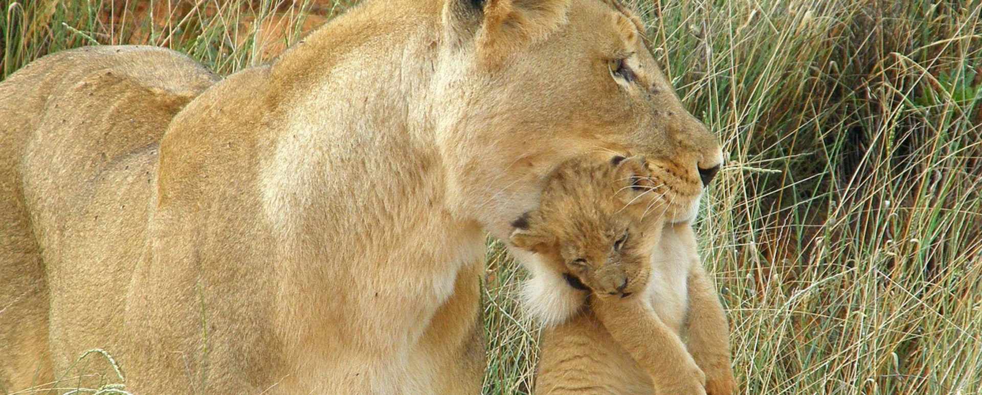 Malaria free safaris