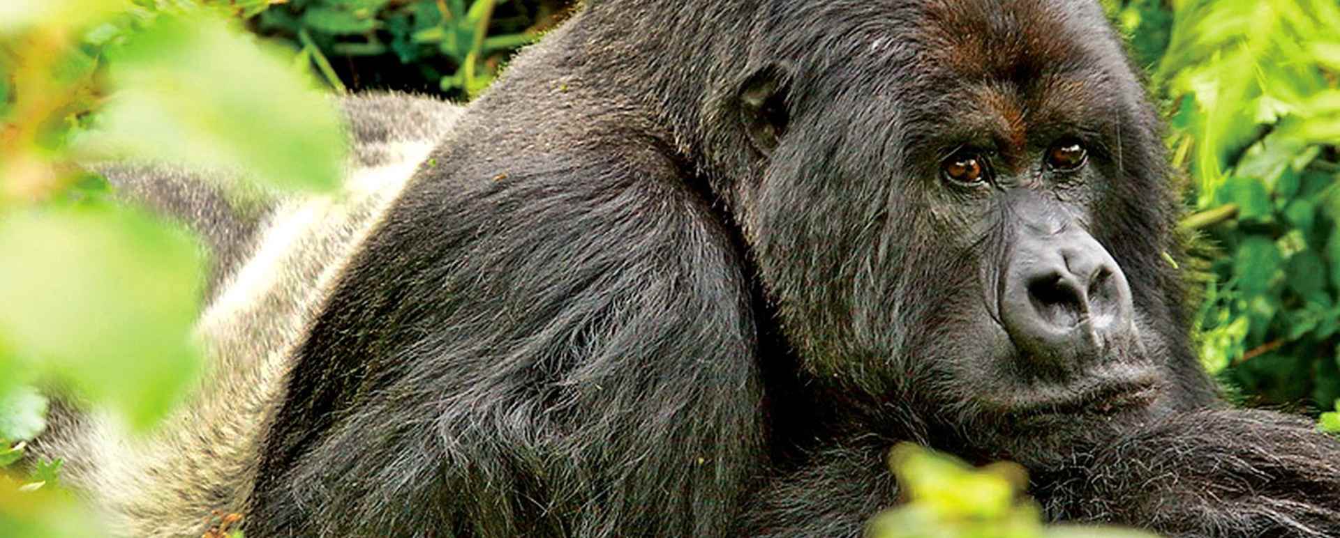 Primate safaris