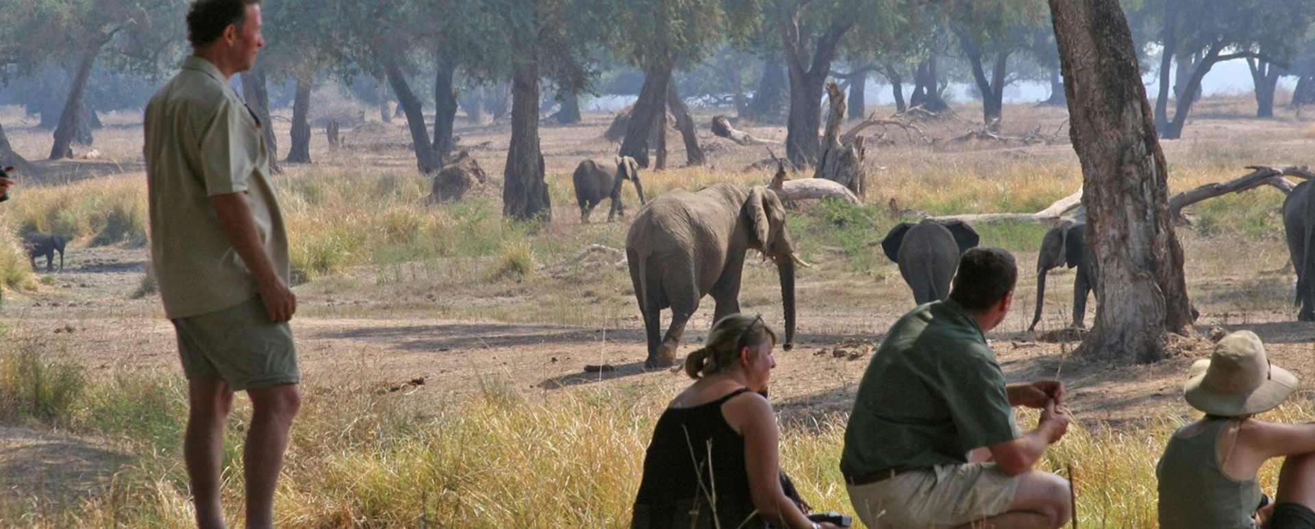 Walking safaris