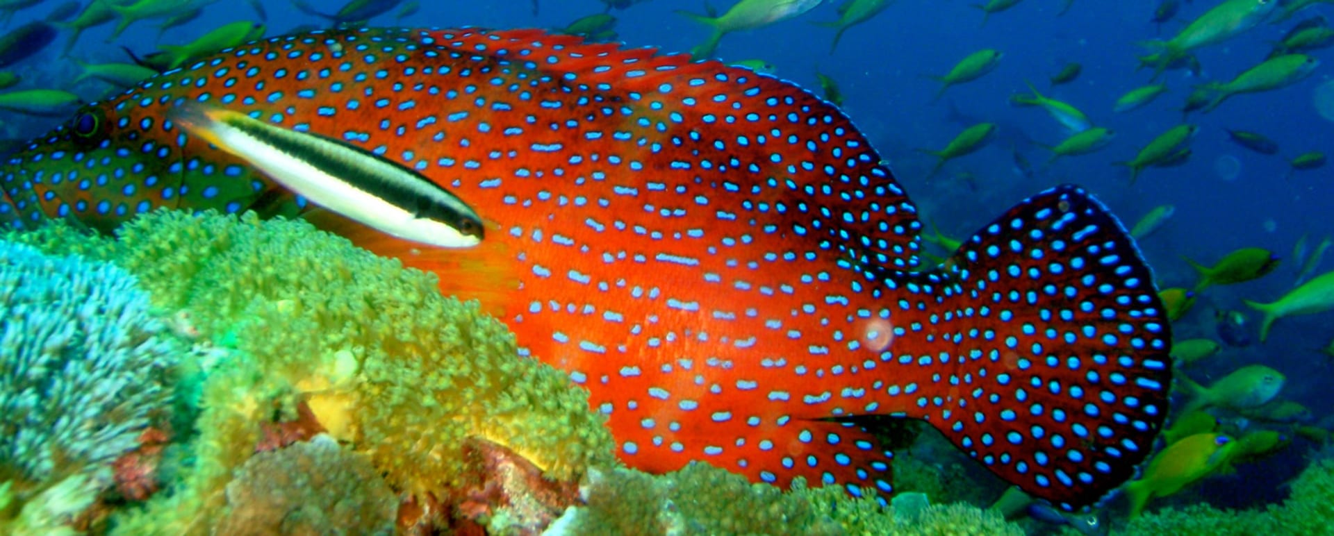 Scuba Holidays