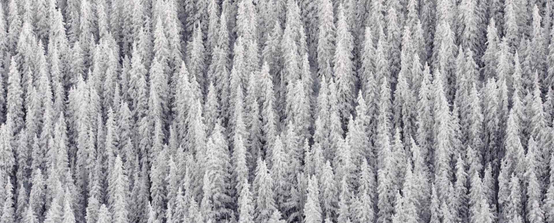Winter Wonderlands