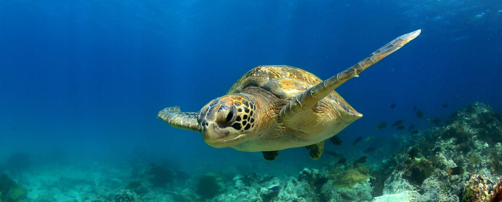 Turtle Nosy Be 