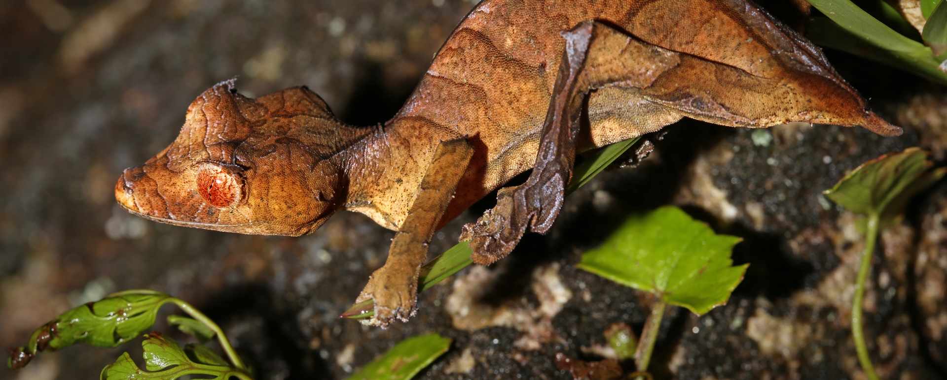 Gecko Litchi Tree 