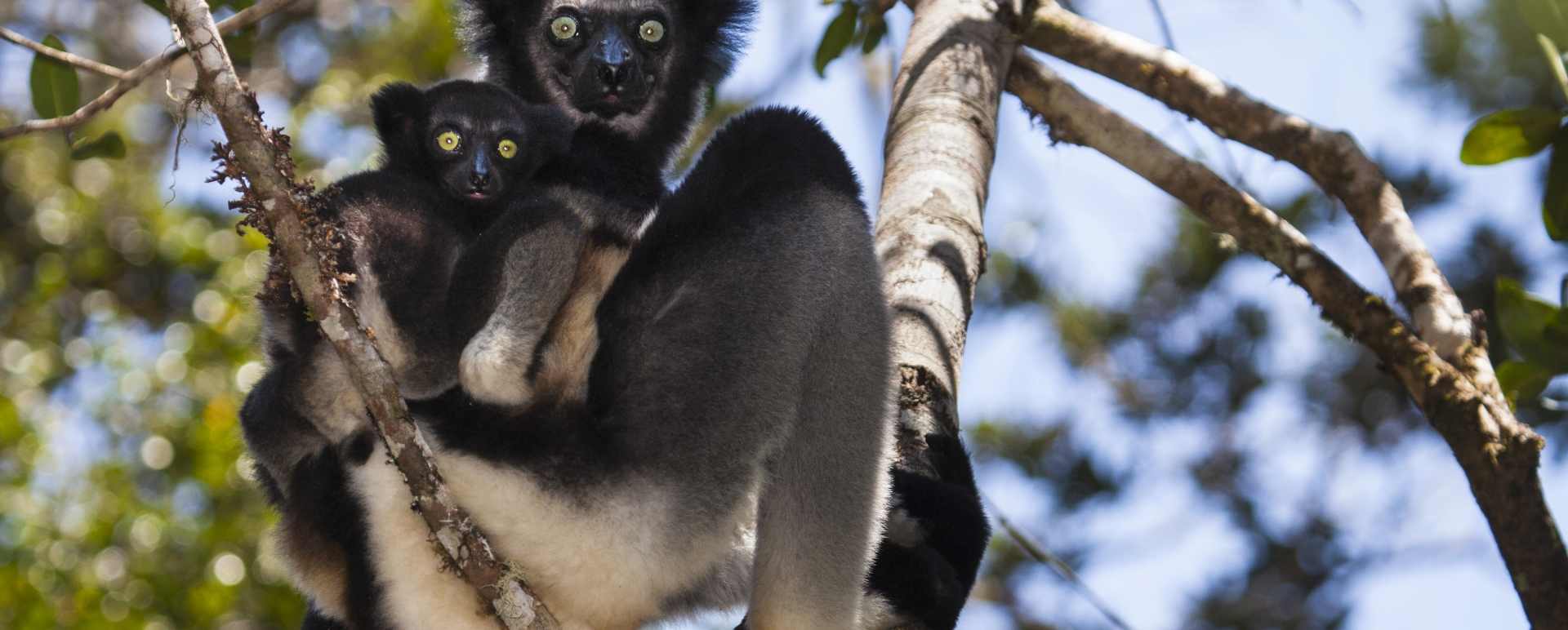 Indri - Rainforest and Reefs