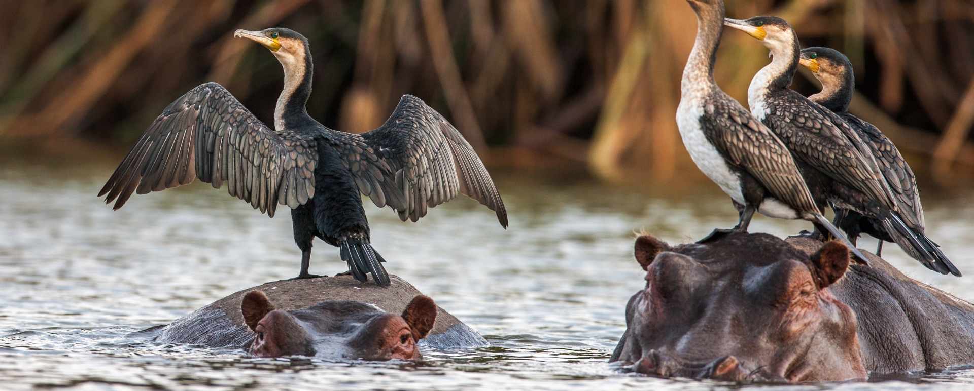 Luangwa National Park 