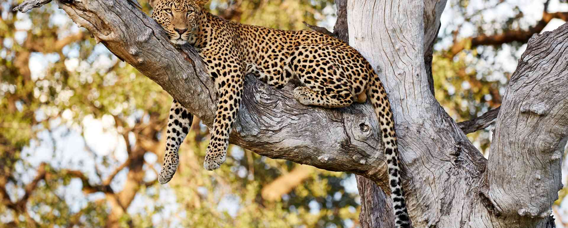 Luangwa National Park  