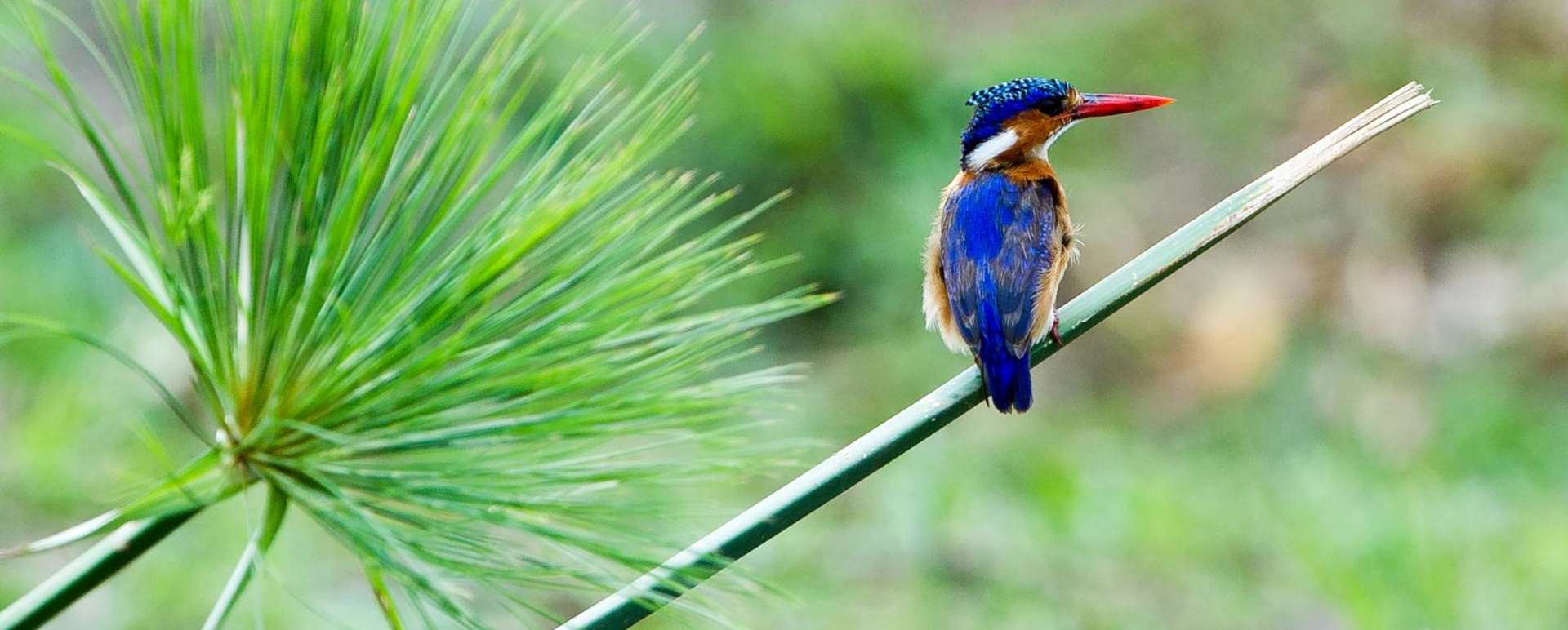 Majete Wildlife Reserve - Malawi Safari and Lake 