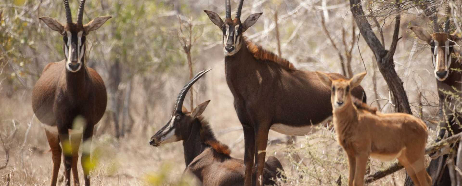 Majete Wildlife Reserve - Malawi Safari and Lake 