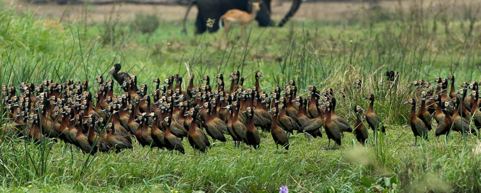 Majete Wildlife Reserve - Malawi Safari and Lake 