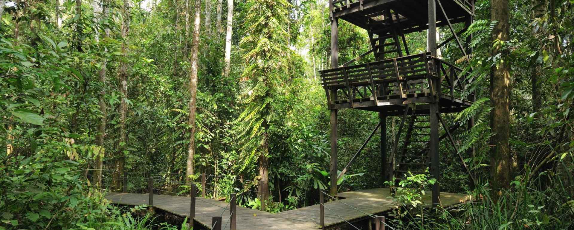 Bird Tower  - Abai Jungle Lodge