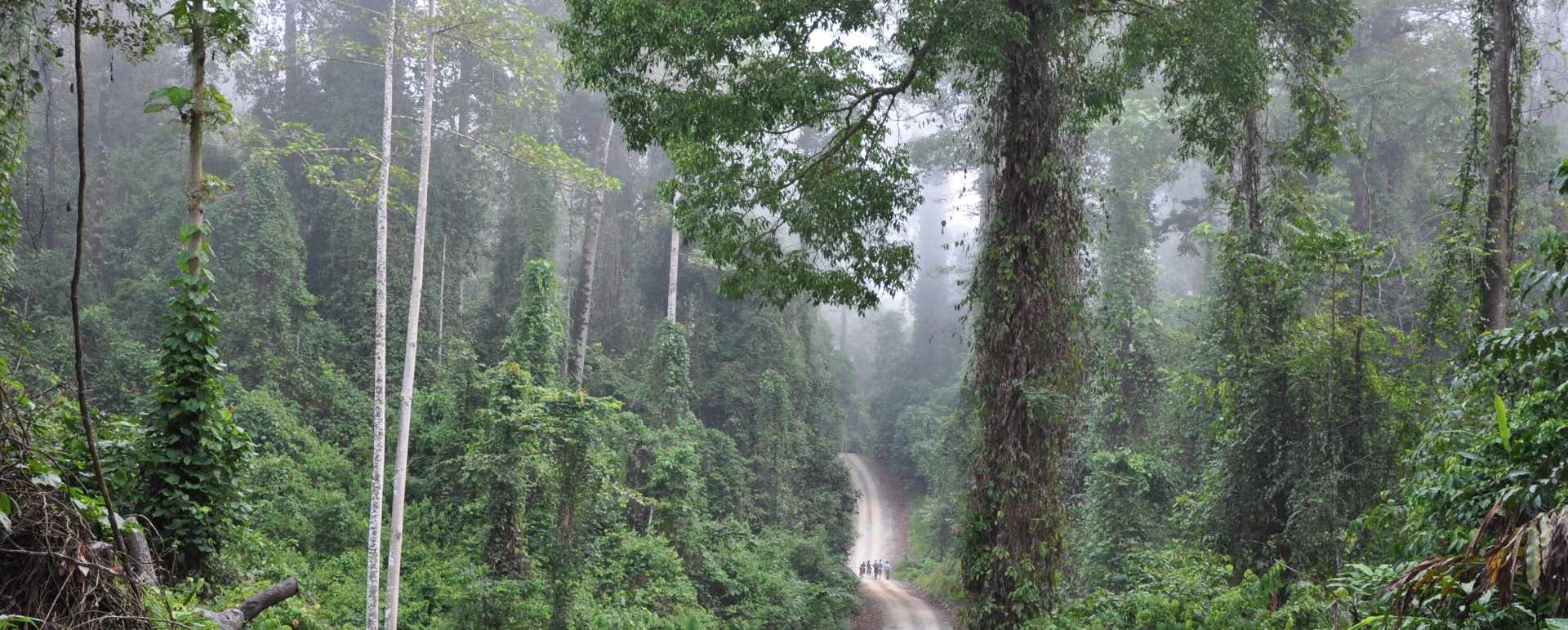 Danum Valley - Borneo Rainforest Lodge