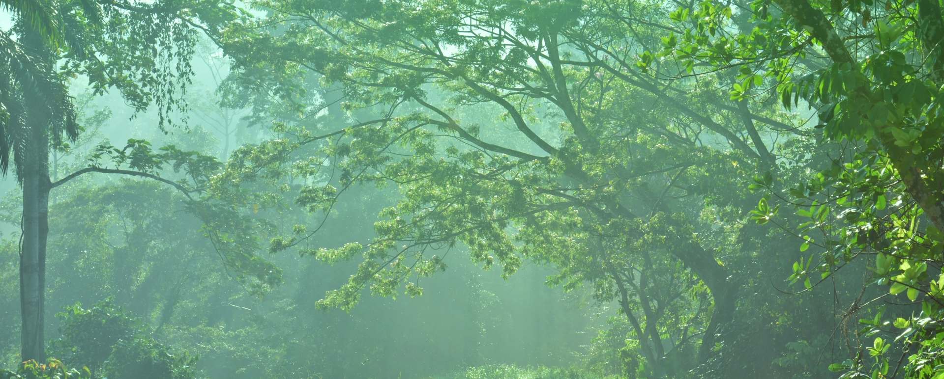 Rainforest - Tabin Wildlife Resort
