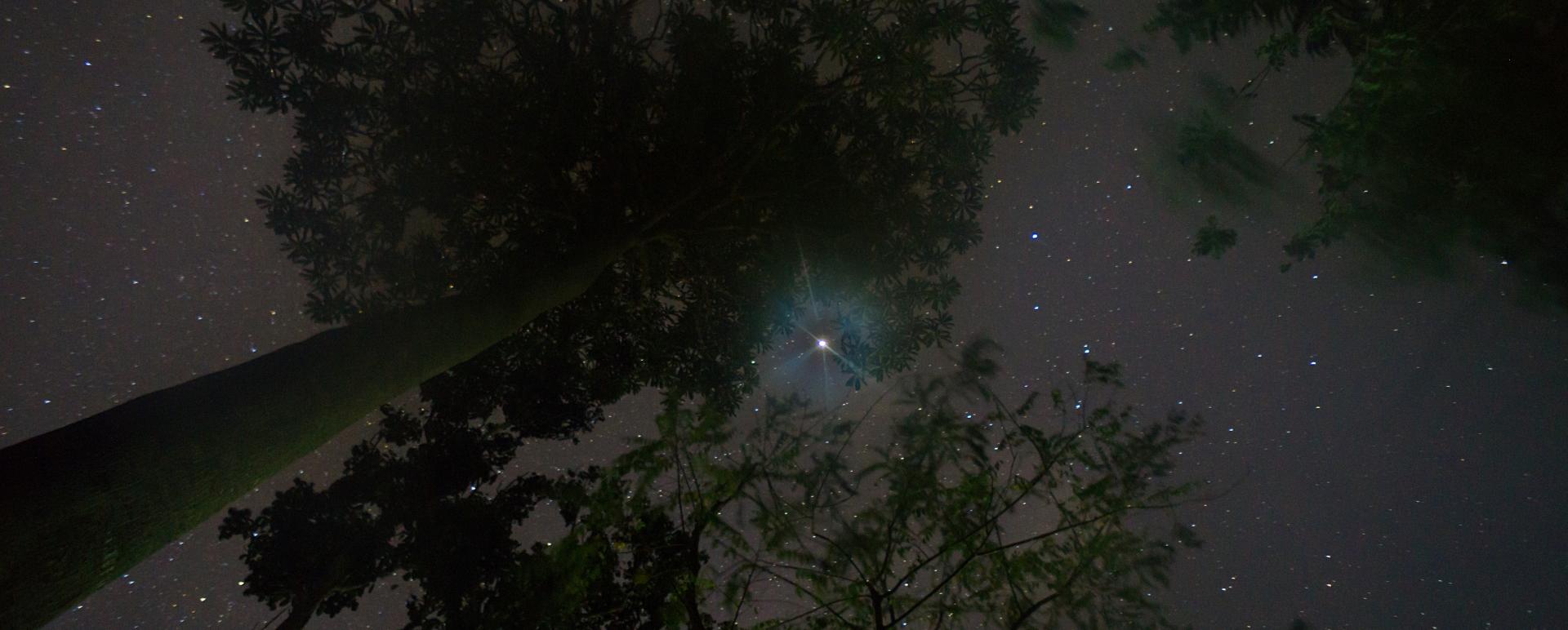 Tabin Night Safari