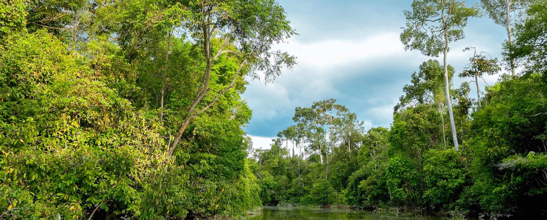 Kinabatangan River -