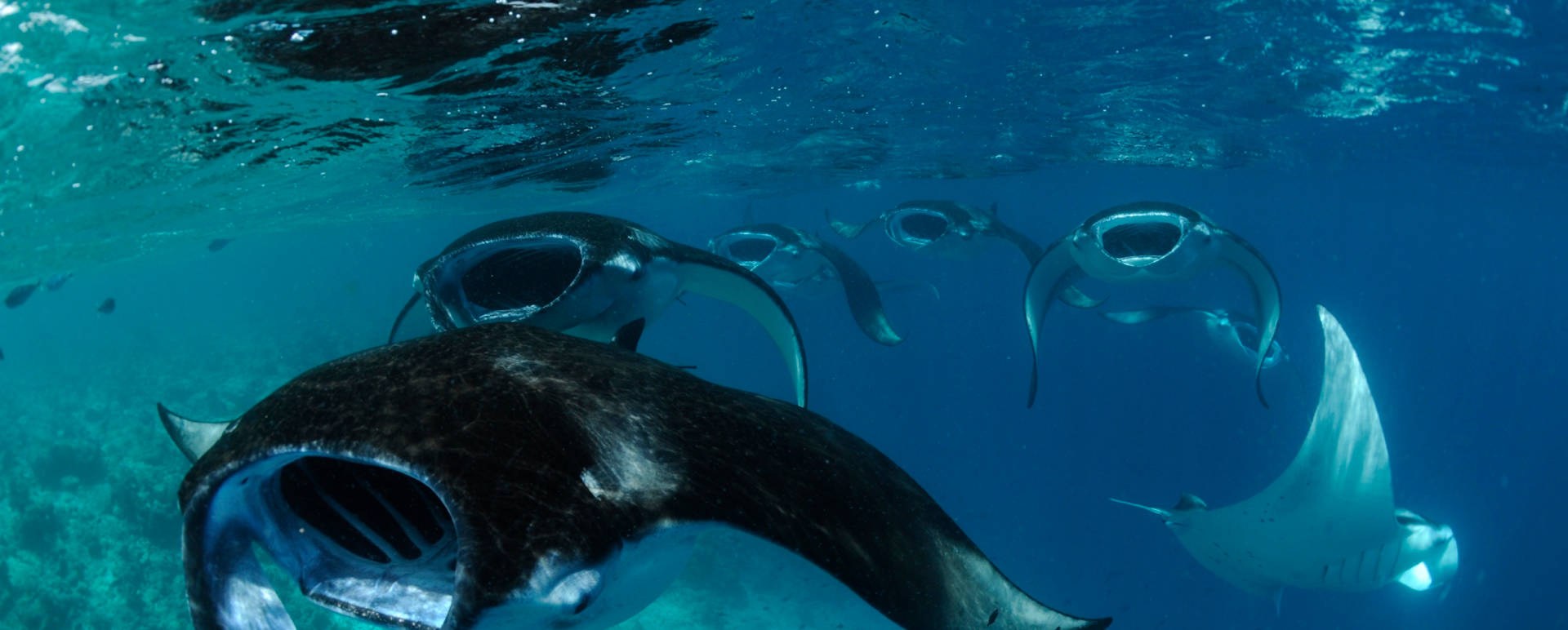 Manta Rays - Four Seasons Resort Maldives At Landaa Giraavaru
