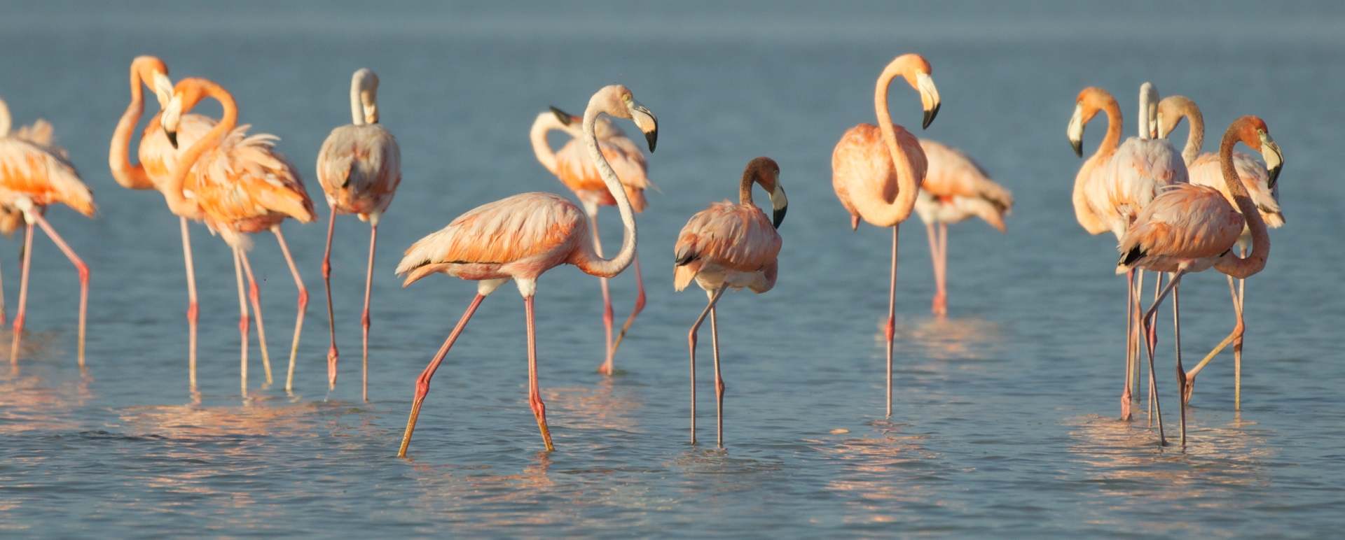 Celestun Biosphere Reserve - 