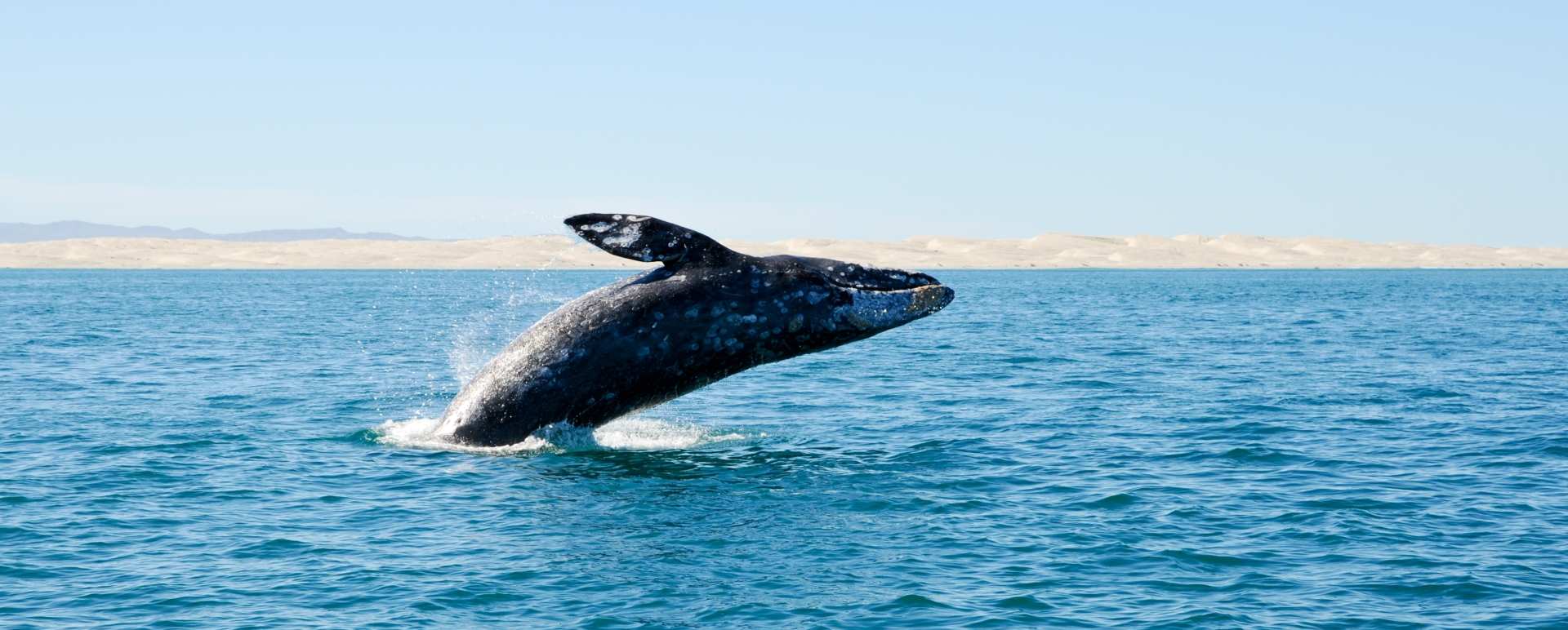 Baja California 