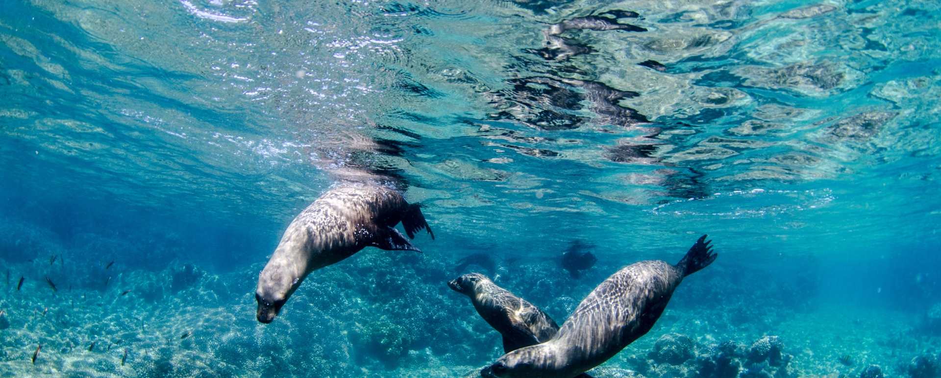 Sea Lions 