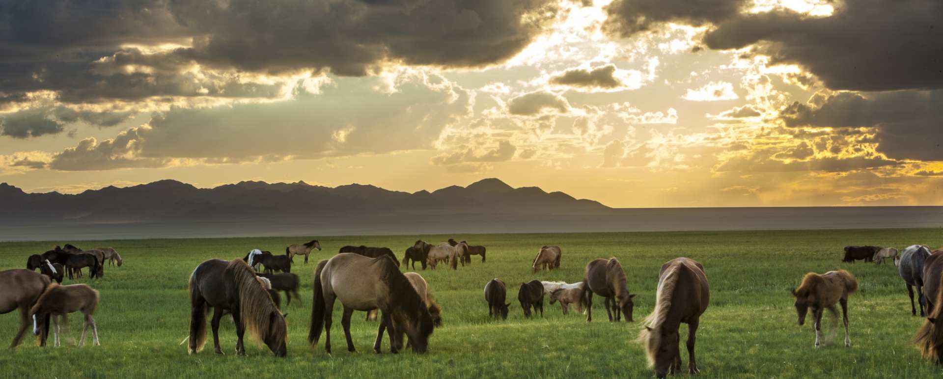Horses in the Gobi 