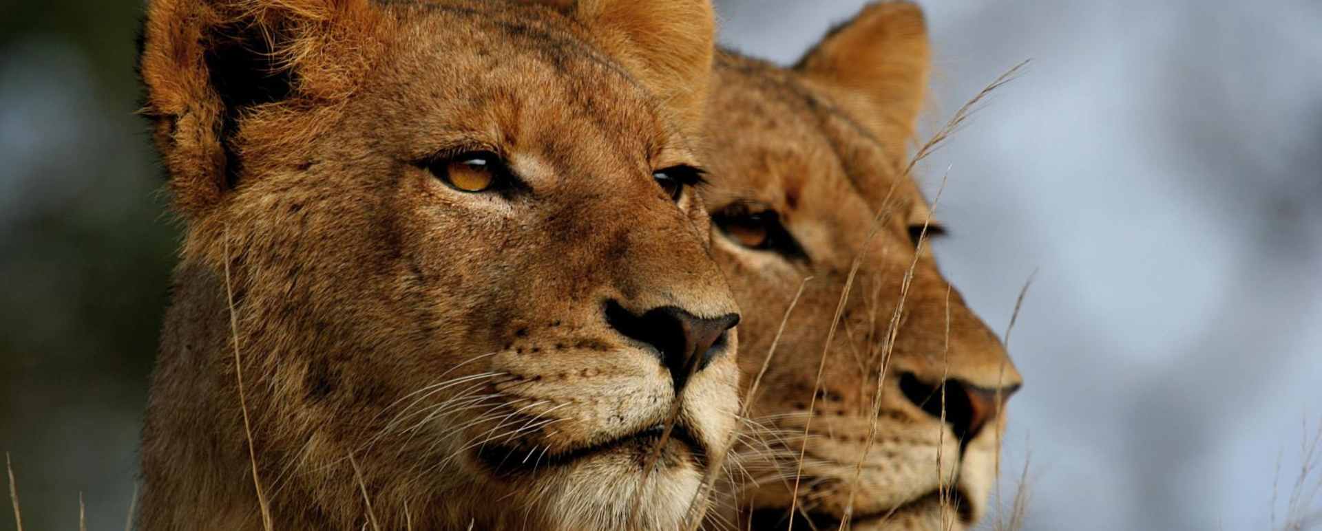Lioness pair  - Luxury Southern Africa: Victoria Falls, Sabi Sands and Mozambique beach