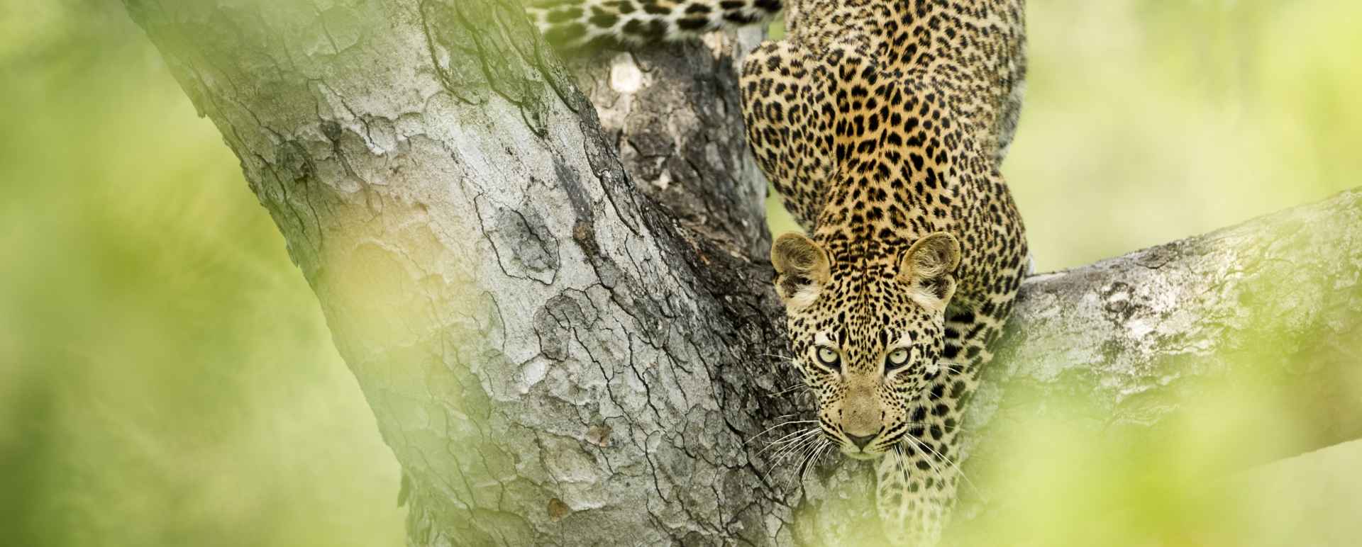 Wildlife in Kruger 