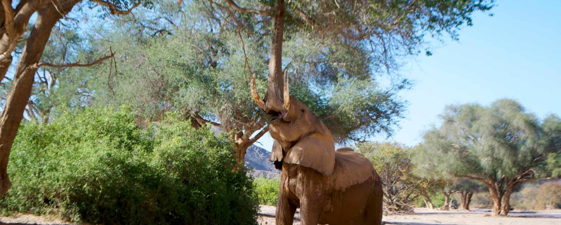 Elephant - Mobile Camping Safari