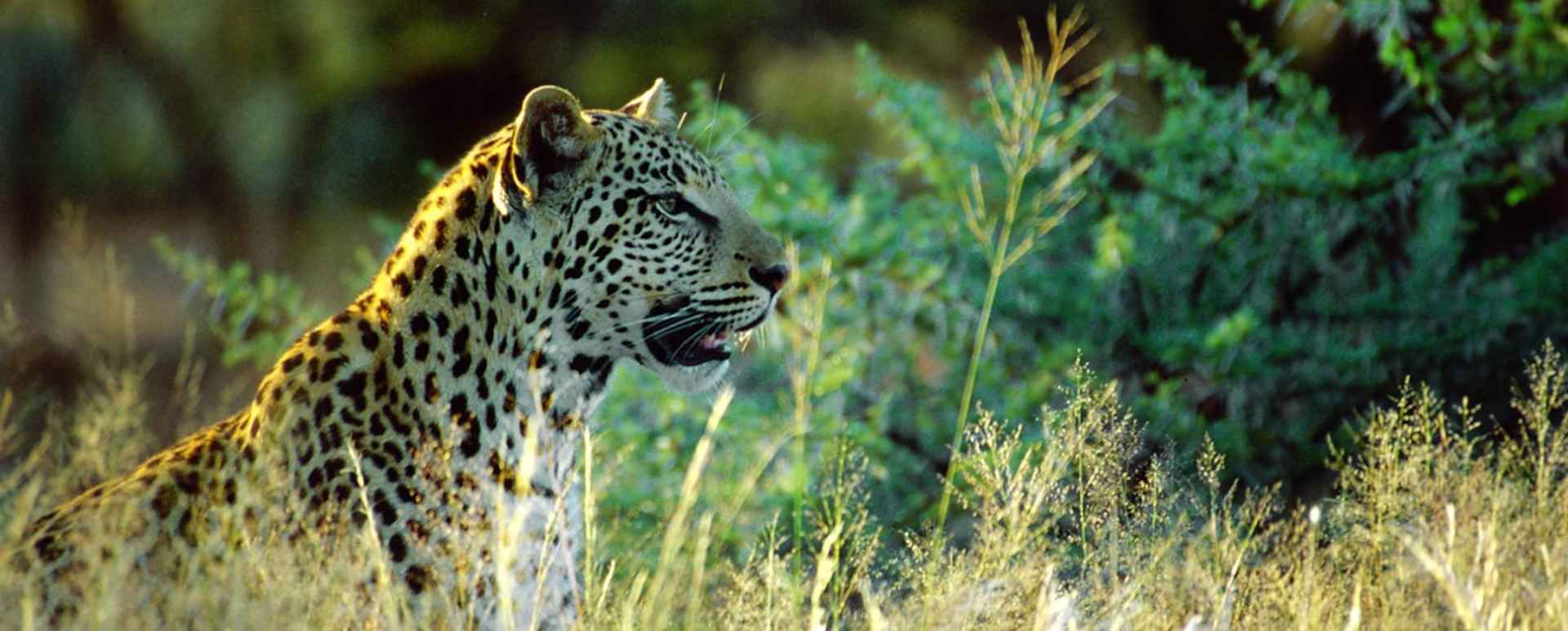 A leopard - Okonjima Bush Camp