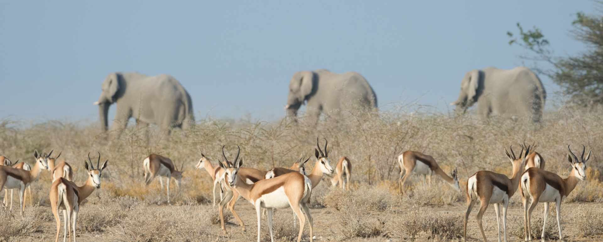 Elephants and springbok - Safarihoek Lodge