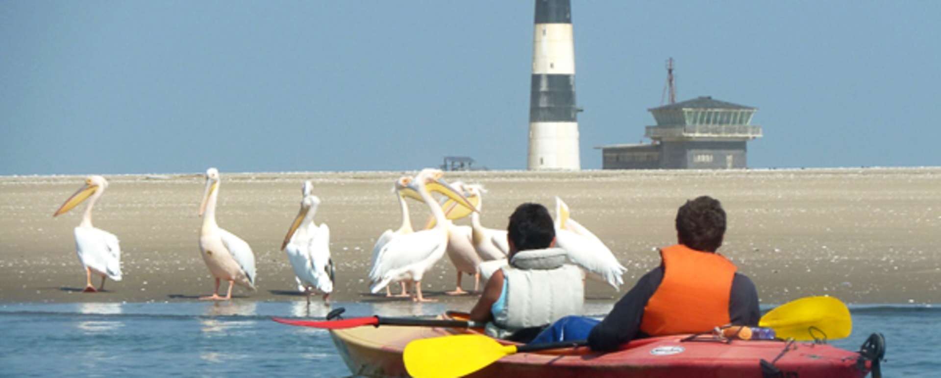 Kayaking with Seals Swakopmund