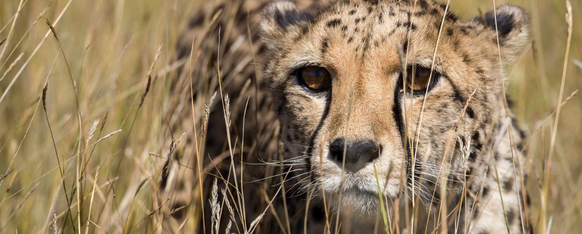 Cheetah at Okonjima - 