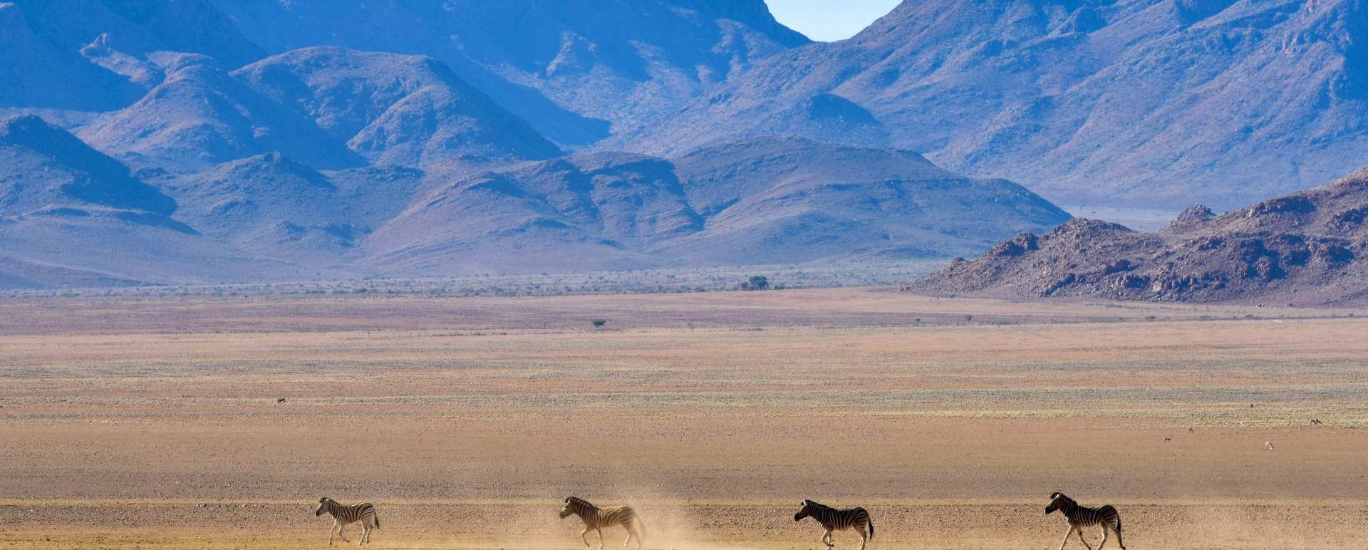 Zebra - 