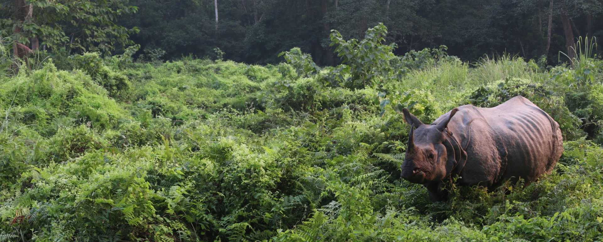 Game drives in Chitwan Nationa